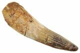 Fossil Spinosaurus Tooth - Real Dinosaur Tooth #347181-1